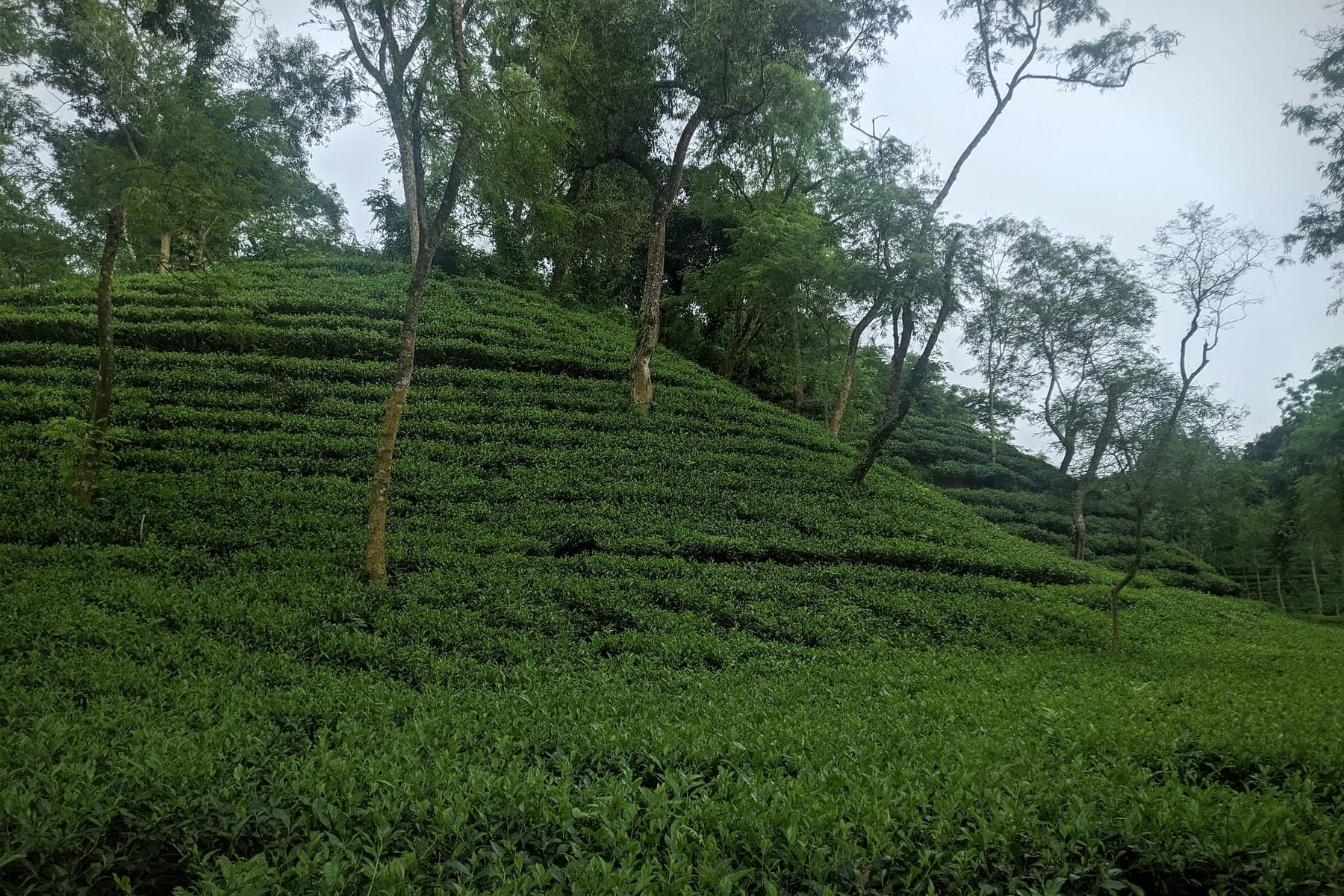 Tiered tea plantation on a hillside in Moulvibazar district