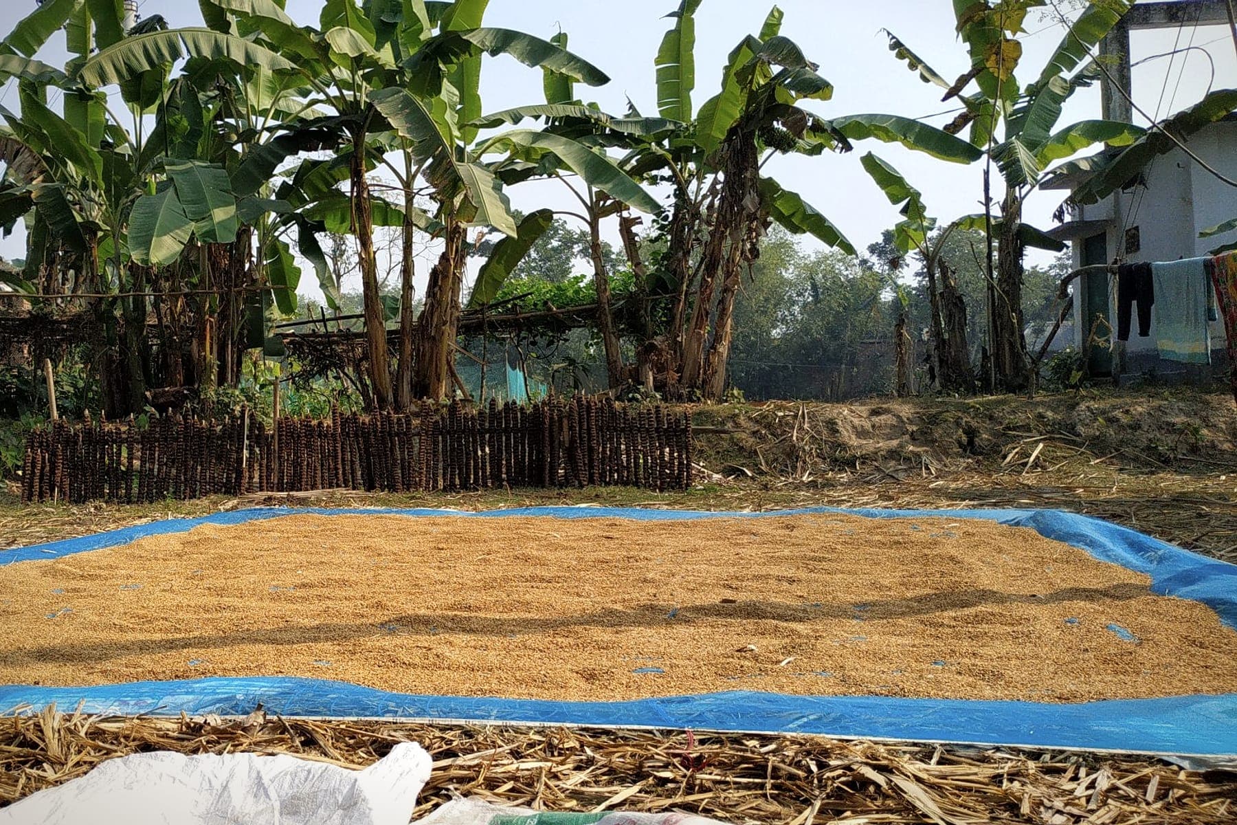 বিকেলের শেষ আলোয় বাংলাদেশের গ্রামীণ ধানখেত