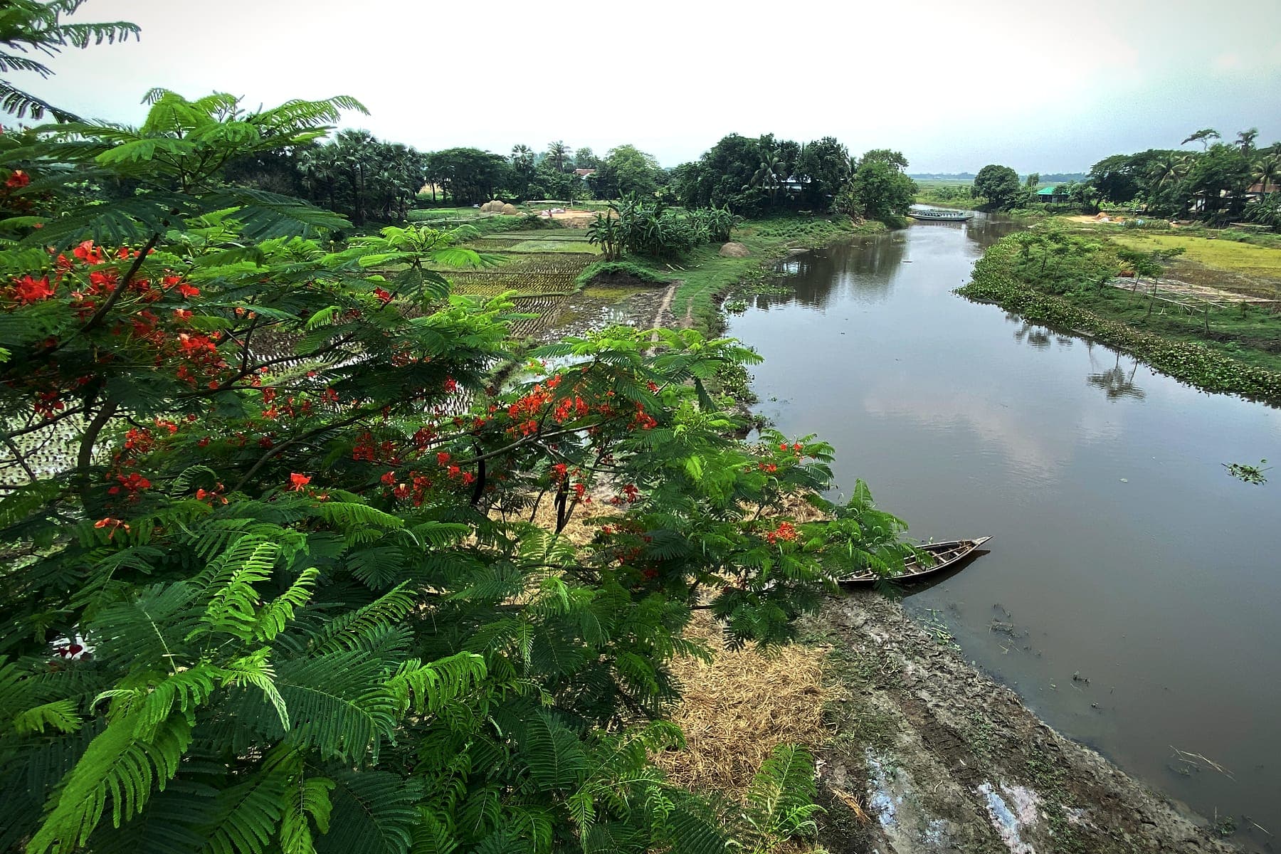 A river and flame tree in rural Bangladesh