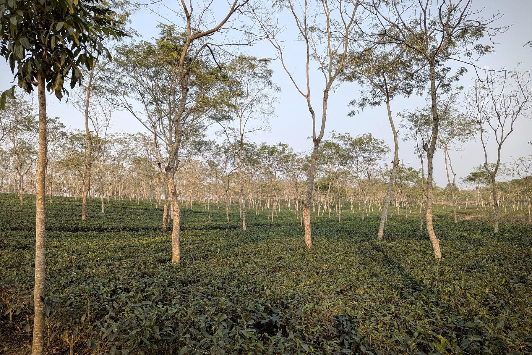 Rows of tea bushes in a Sreemangal tea garden