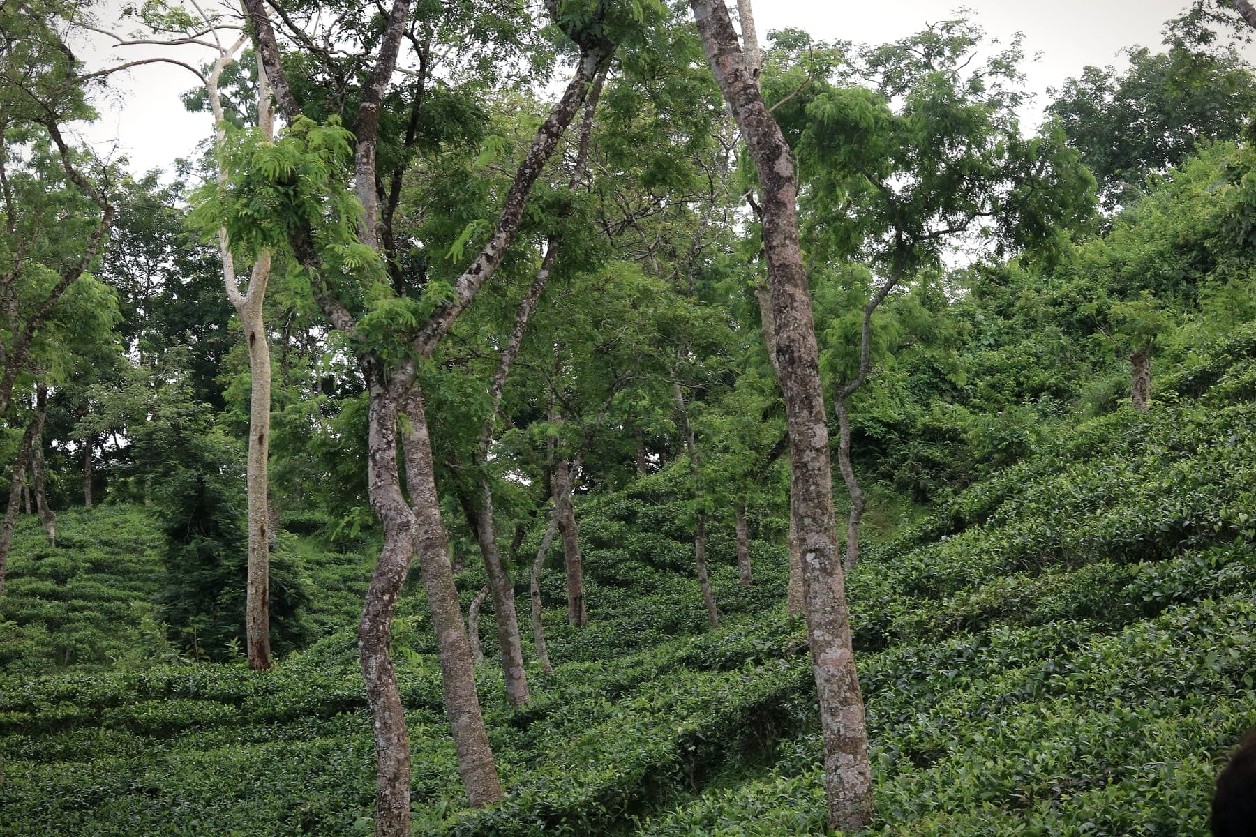 Tea garden covering rolling hills in Sylhet